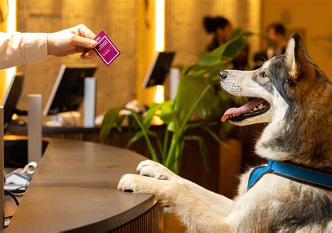 pet friendly hilton hotels|Pet.